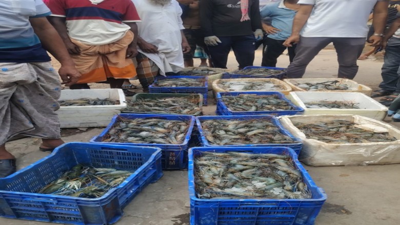 মোল্লাহাটে পুশ বিরোধী অভিযানে চিংড়ি মাছ জব্দ ও নি...